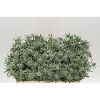 Freshy Eryngium Sirius Questar