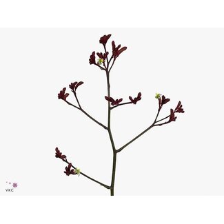 Freshy Anigozanthos Early Lente