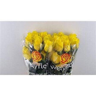 Freshy R Eq Goldfinch