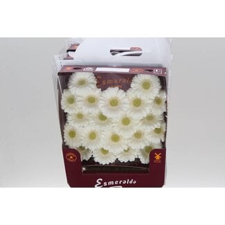 Freshy Ge Aqua .racket Mi Albino