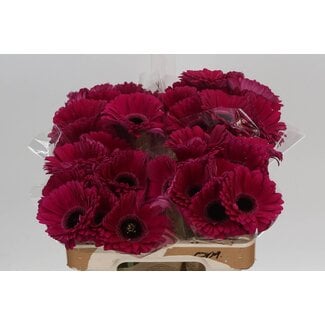 Freshy Gerbera * Aladin X10