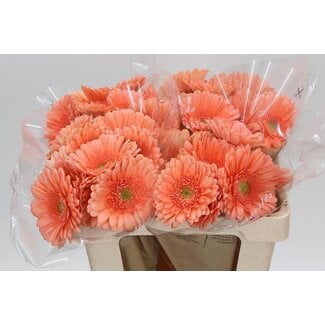 Freshy Gerbera * Avignon X10