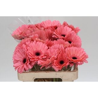 Freshy Gerbera * Scala X10