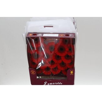 Freshy Ge Aqua .racket Mi Nirvana