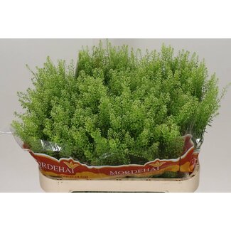 Freshy Lepidium Green Bell