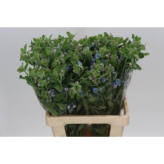 Freshy Oxy Co Tanacetum Pure Blue