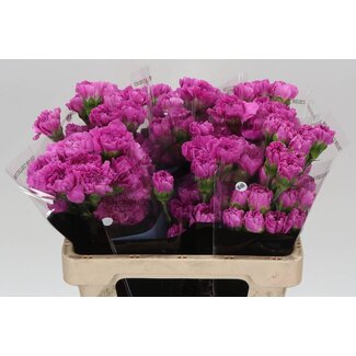 Freshy Anjer Kort Farida