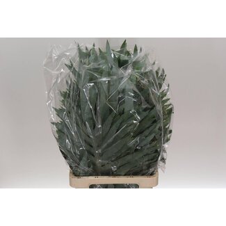 Freshy Phlebodium Blue Star (p.tak)