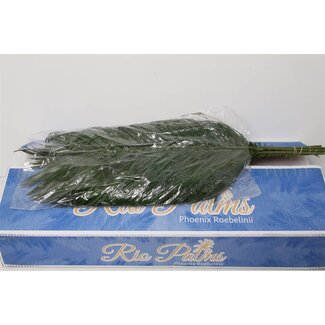 Freshy Phoenix Roebeleni L8 (p. bos)