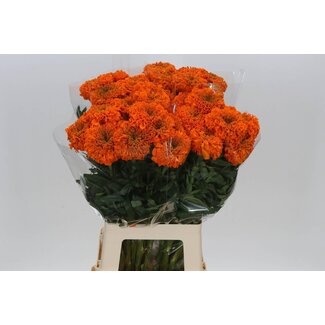 Freshy Tagetes Er Promise O
