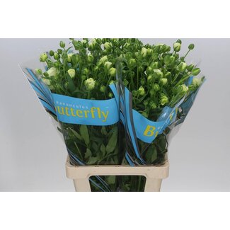 Freshy Ranunculus B Magical Mascarpone