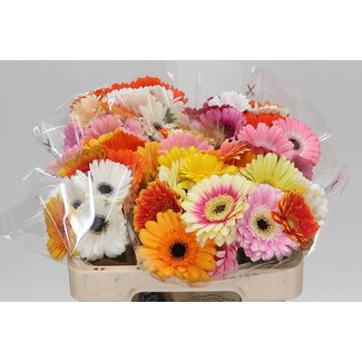 Freshy Germini. Aqua Mix Kameleon x20