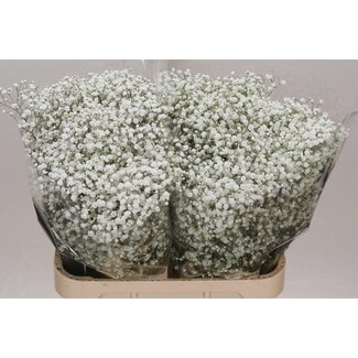 Freshy Gyps Pa Cosmic Ec