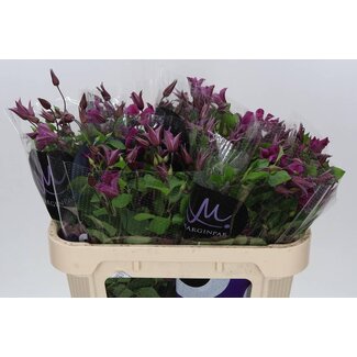 Freshy Clematis Amazing Kyiv