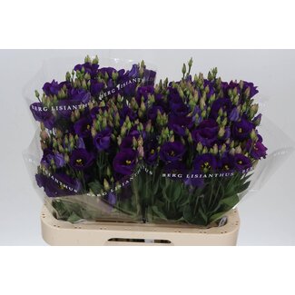 Freshy Eustoma Enkelbloemig Picco Violet
