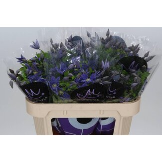 Freshy Clematis Amazing Sofia