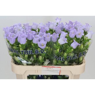 Freshy Campanula M Champion Lavendel