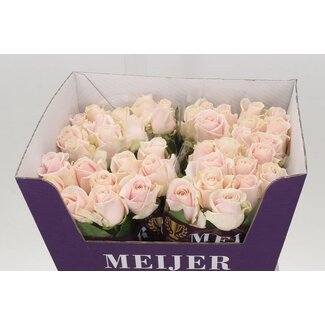 Freshy Rosa Sweet Avalanche