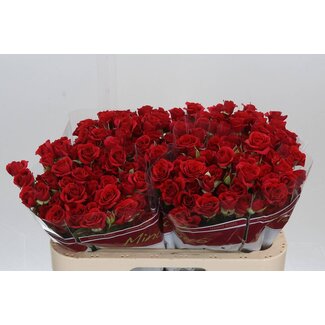 Freshy R tros Mirabel