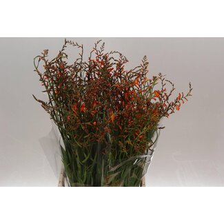 Freshy Crocosmia Lucifer