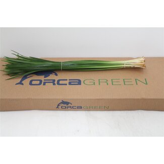 Freshy Lilly Grass (p. bos)