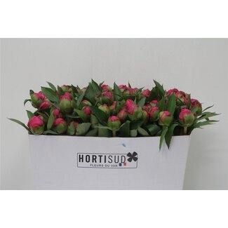 Freshy Paeonia L Pink Noemie 70cm