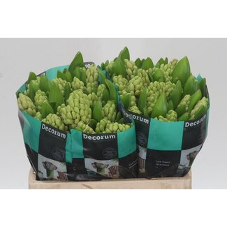 Freshy Hyacinth China Pink