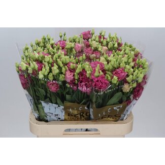 Freshy Eustoma Gevuld Alissa Rose Pink