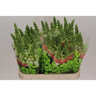 Freshy Antirrhinum Nantes White