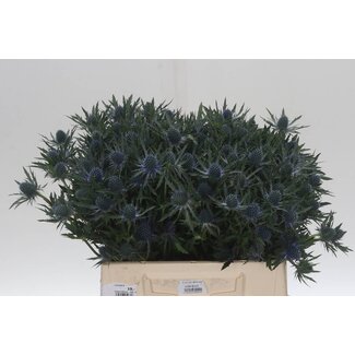 Freshy Eryngium Orion Qstar