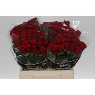 Freshy Rosa Red Ribbon