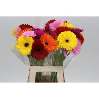 Freshy Gerbera * 65 Cm Mix in Bos X10 (kwekers Keus)