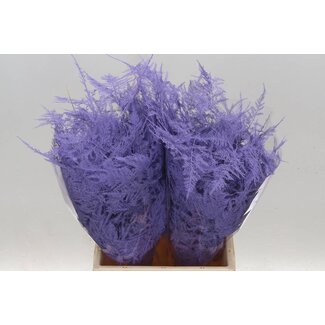 Freshy Asparagus Kort Licht Milka