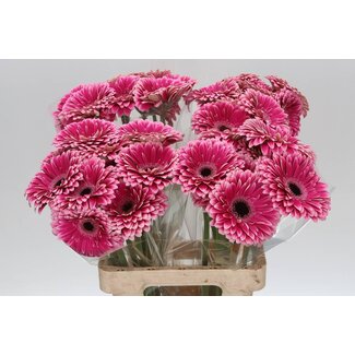 Freshy Gerbera * 65 Cm Prelude X10