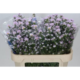 Freshy Aster Claudia Hollands