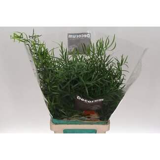 Freshy Asparagus Falcatus