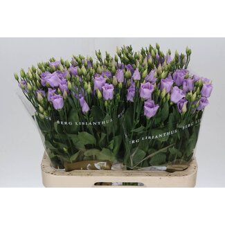 Freshy Eustoma Enkelbloemig Picco Lavender