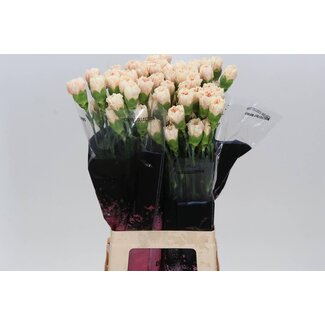 Freshy Anjer Lang Apple Tea