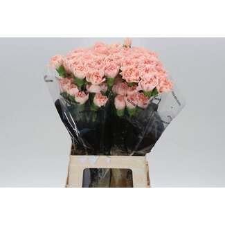 Freshy Anjer Lang Novia