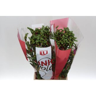 Freshy Freesia dubbel Expression