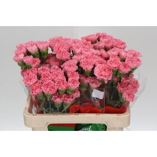 Freshy Anjer Kort Betsy