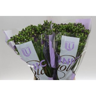 Freshy Freesia dubbel Biscaya