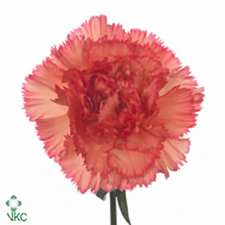 Freshy Anjer Lang Salamandra