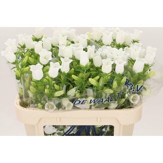 Freshy Campanula M Champion White