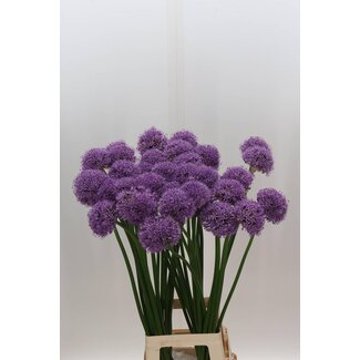 Freshy Allium Gladiator