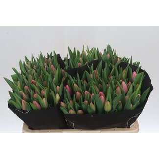 Freshy Tulp enkel Tresor