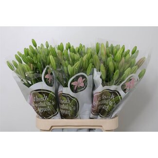 Freshy Lelie Longi x Aziatic Aqua Tirreno