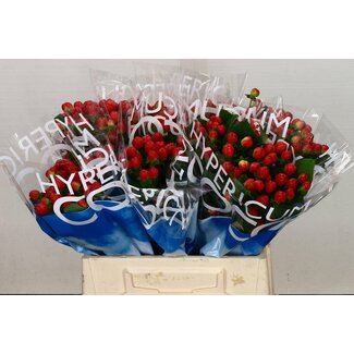 Freshy Hypericum Coco Tango