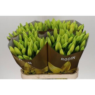 Freshy Lelie Longi x Aziatic Aqua Rodin