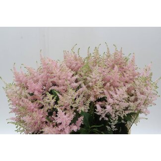 Freshy Astilbe Ja Europa